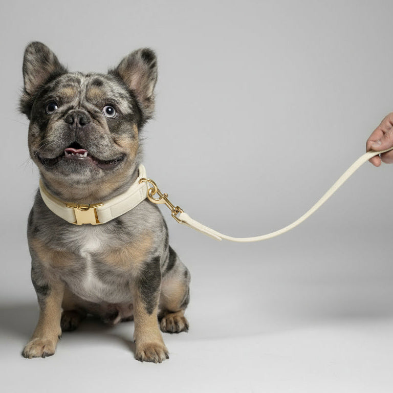 Velvet dog collar and leash set