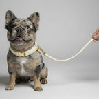 Velvet dog collar and leash set