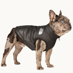 "The Dog Face" jacket